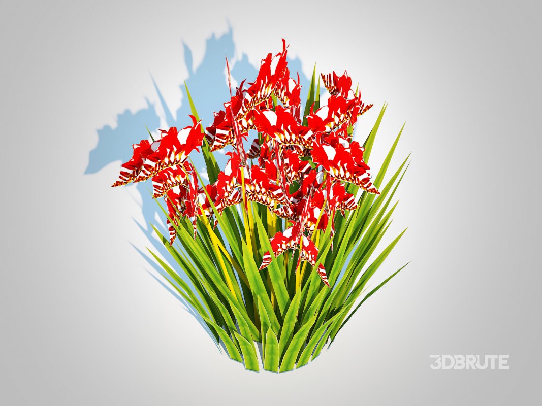 Crocosmia – Montbretia -Red Image 5