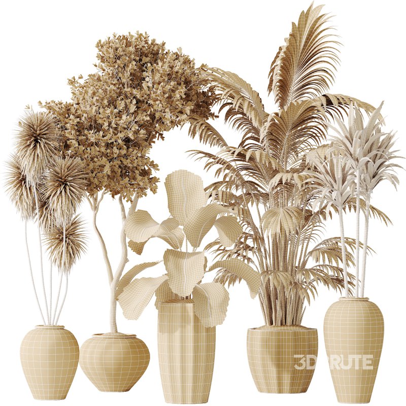 AV Indoor plants set 206 Mission Olive and Areca Palm and Yucca Elephantipes and Calathea Lutea and Dracaena Warneckii Image 10