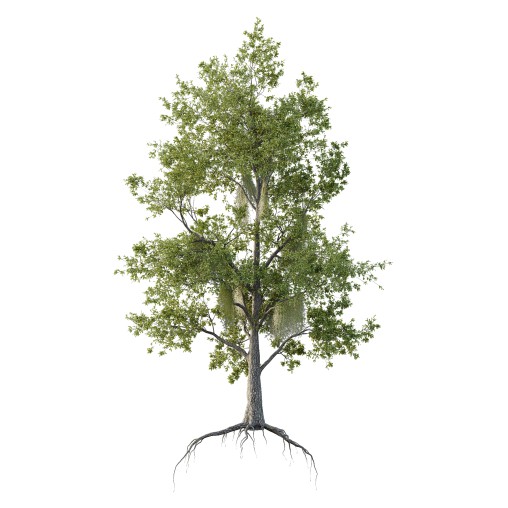Spanish Moss Tree 01
