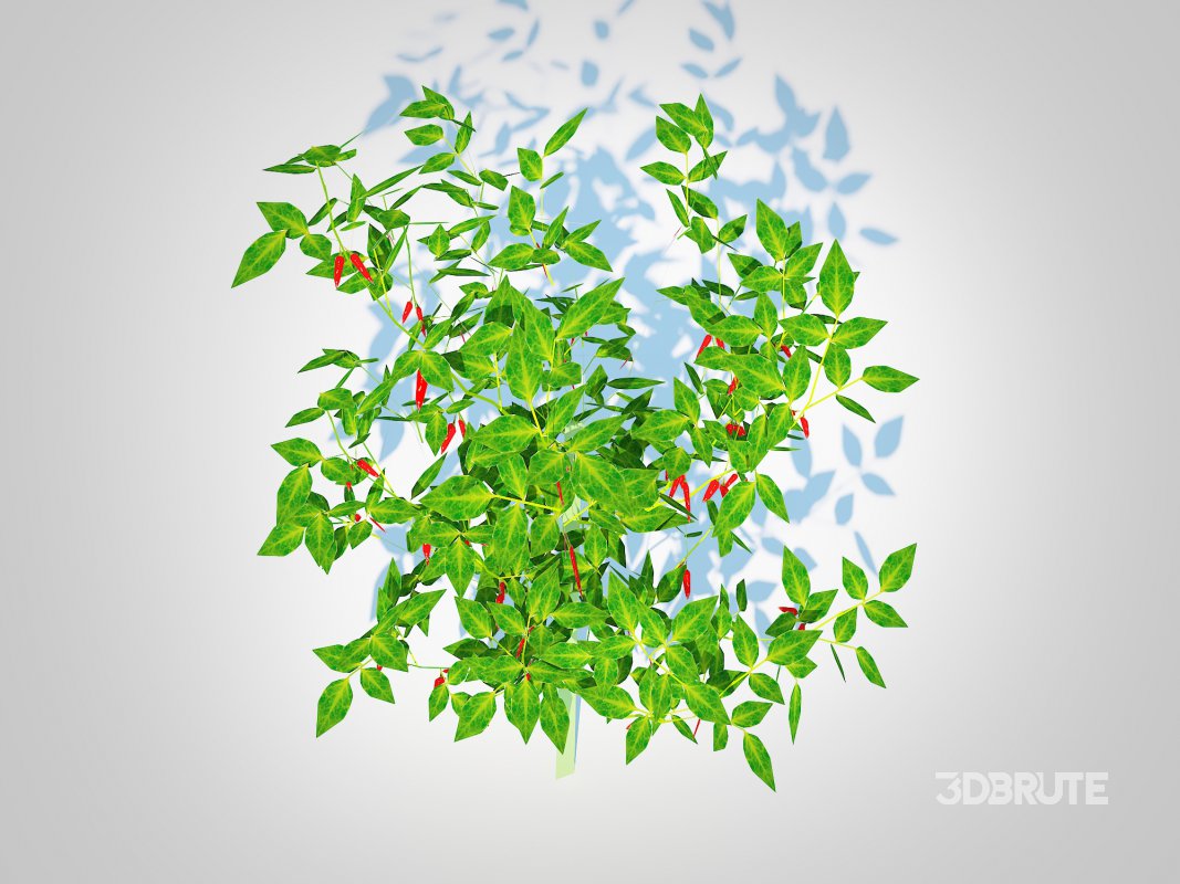 Chilli Pepper-red Image 2