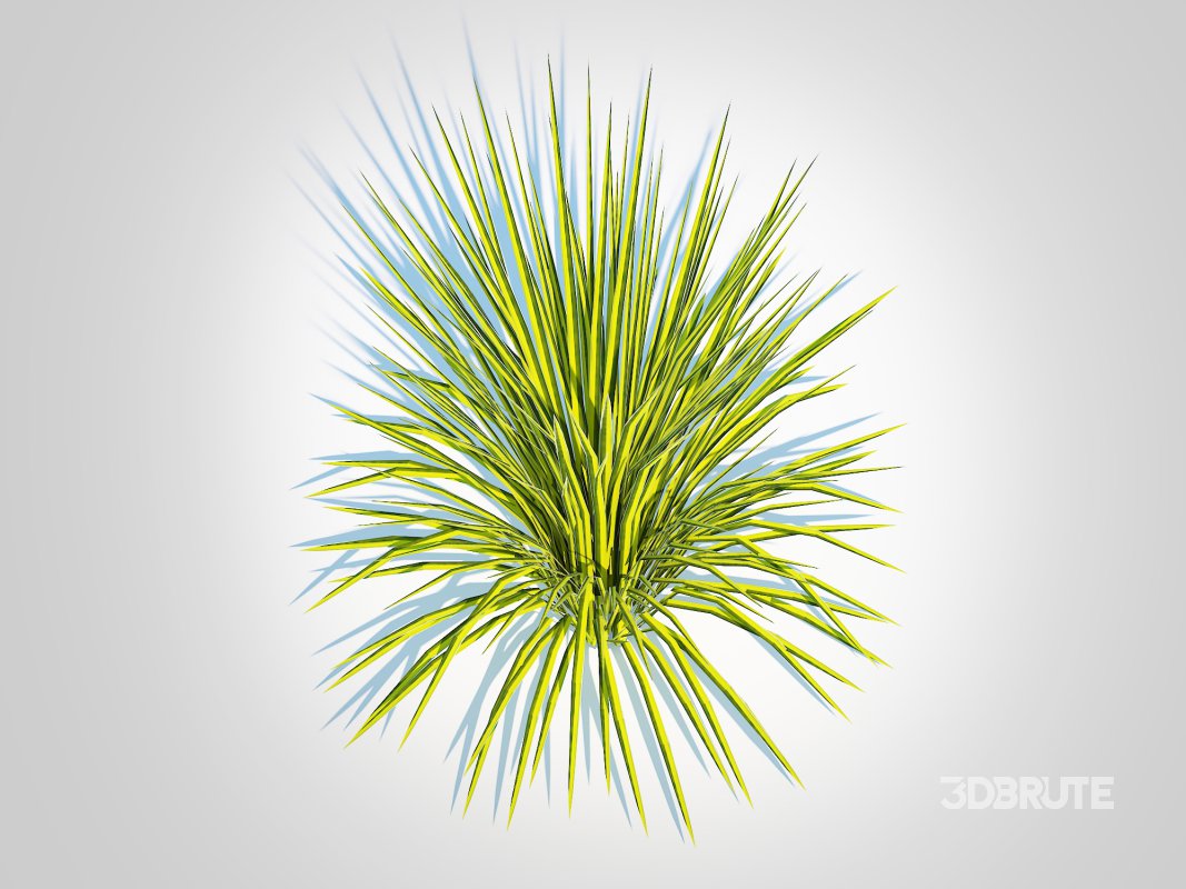 Acorus gramineus Oborozuki – Sweet Flag Image 6