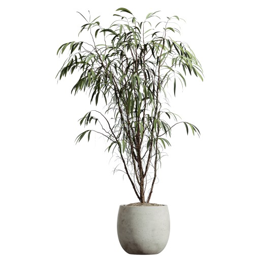 AV HousePlants Japandi Decorative Minimalism Ficus Dracaena Marginata21