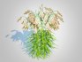 Chasmanthium latifolium – Northern Sea Oats - Thumbnail 2