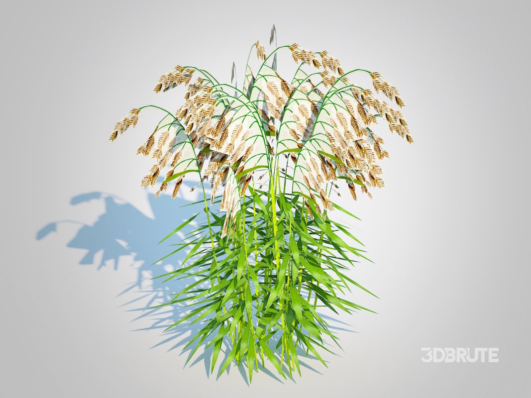 Chasmanthium latifolium – Northern Sea Oats Image 2