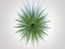 Carex morrowii-sedge - Thumbnail 4