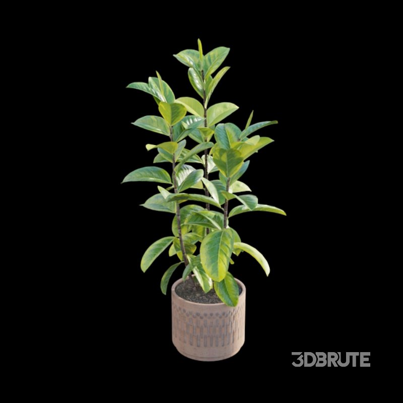 Ficus benghalensis Image 2