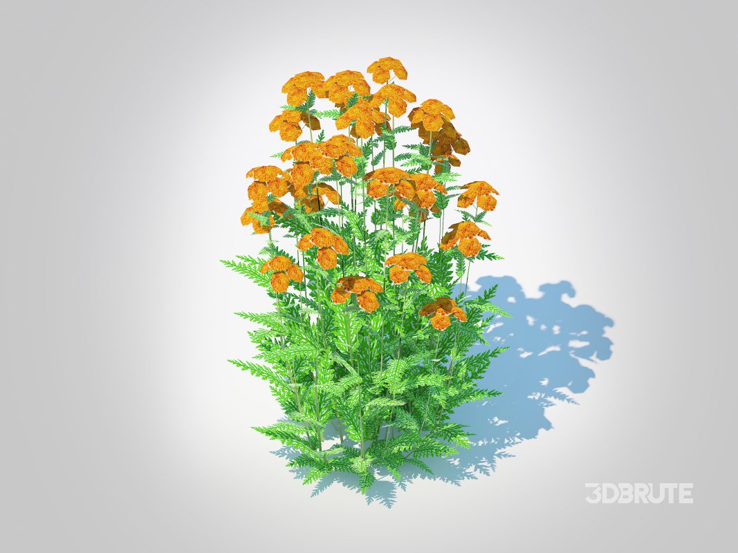 Achillea – yarrow orange Image 2