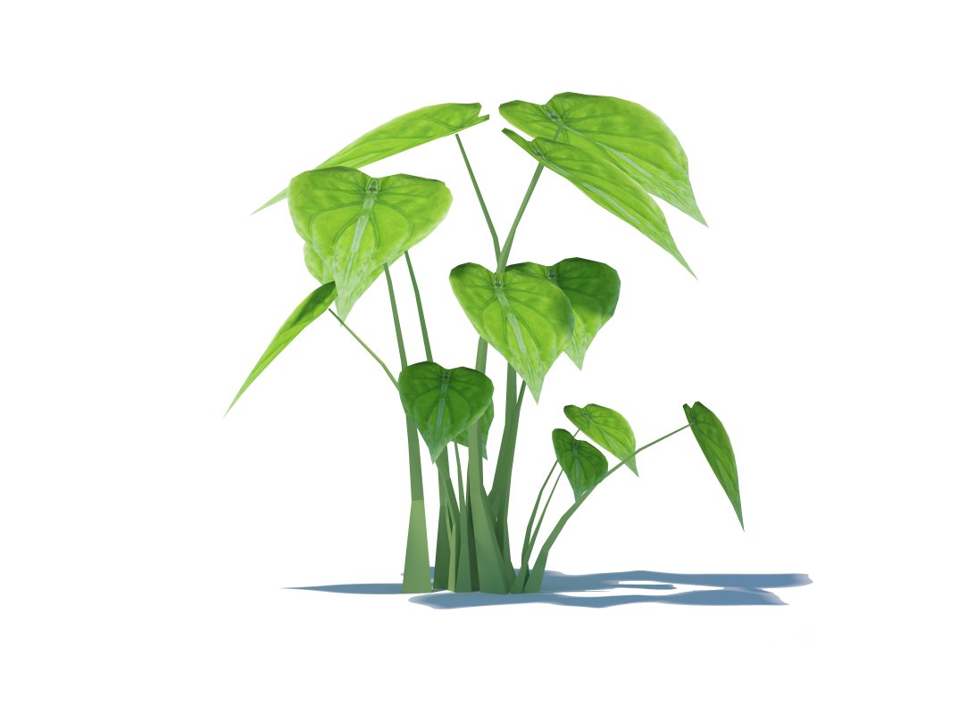 Alocasia Cucullata Image 5