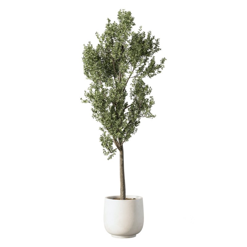 Olive Tree Indoor Plant Set.22 Image 3