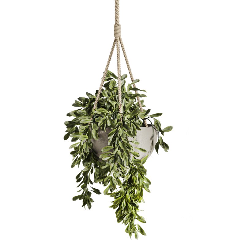 hanging plants Image 3