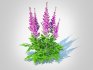 Astible chinensis – dwarf astilbe - Thumbnail 5