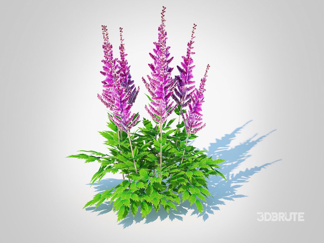 Astible chinensis – dwarf astilbe Image 5
