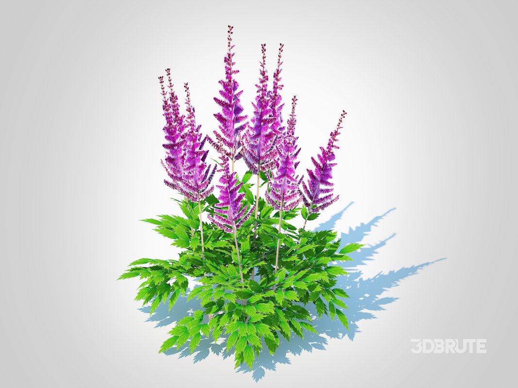 Astible chinensis – dwarf astilbe Image 3