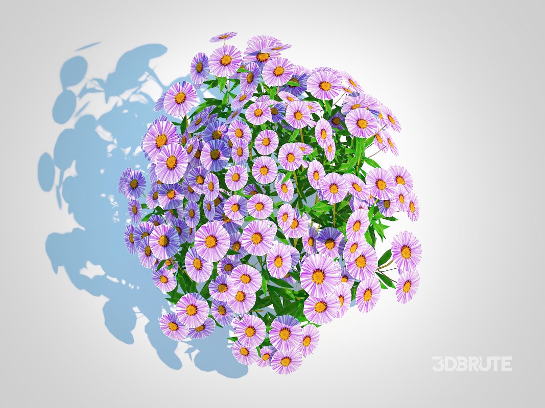 Aster novae-angliae – New England Aster – mauve Image 4