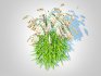 Chasmanthium latifolium – Northern Sea Oats - Thumbnail 5