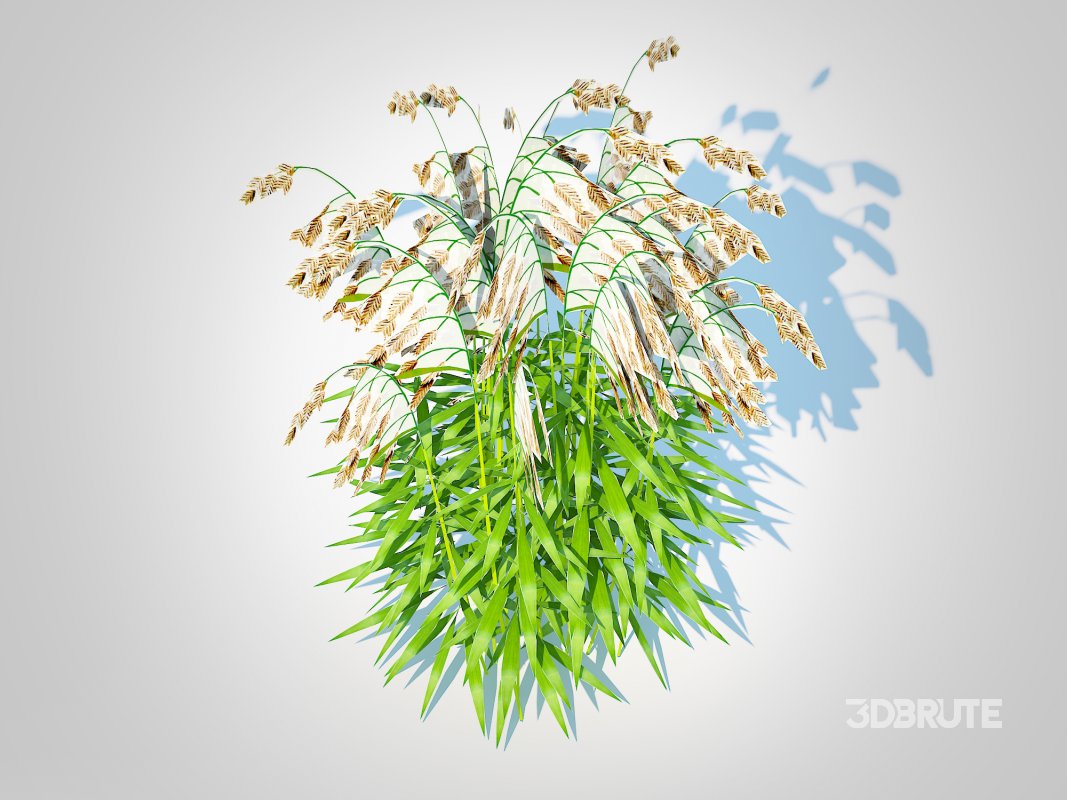 Chasmanthium latifolium – Northern Sea Oats Image 5