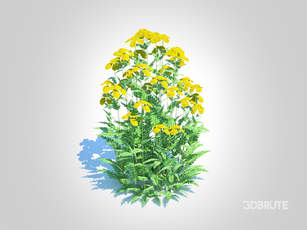 Achillea – yarrow yellow Image 2