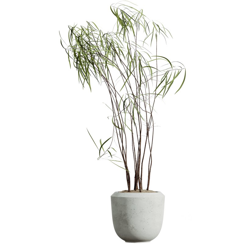 AV HousePlants Japandi Decorative Minimalism Ficus Dracaena Marginata24 Image 3
