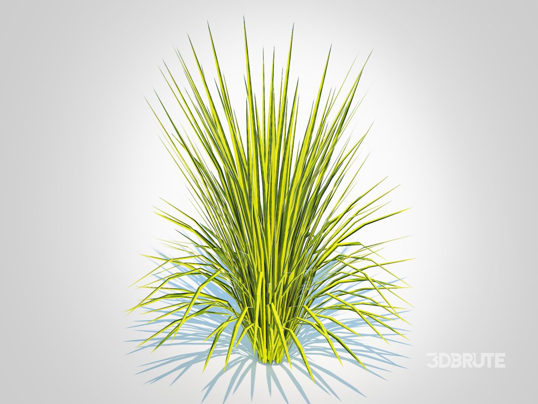 Acorus gramineus Oborozuki – Sweet Flag Image 5