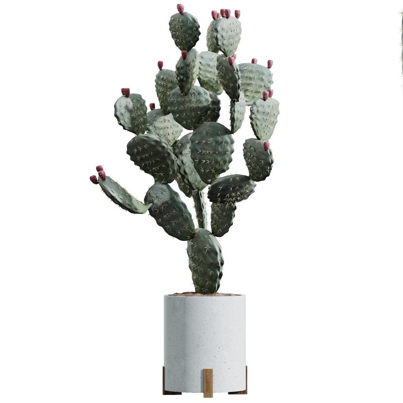 AV Indoor plants set 201 Cactus Opuntia and Candelebra Saguaro Peruvian and Euphorbia Trigona Image 2