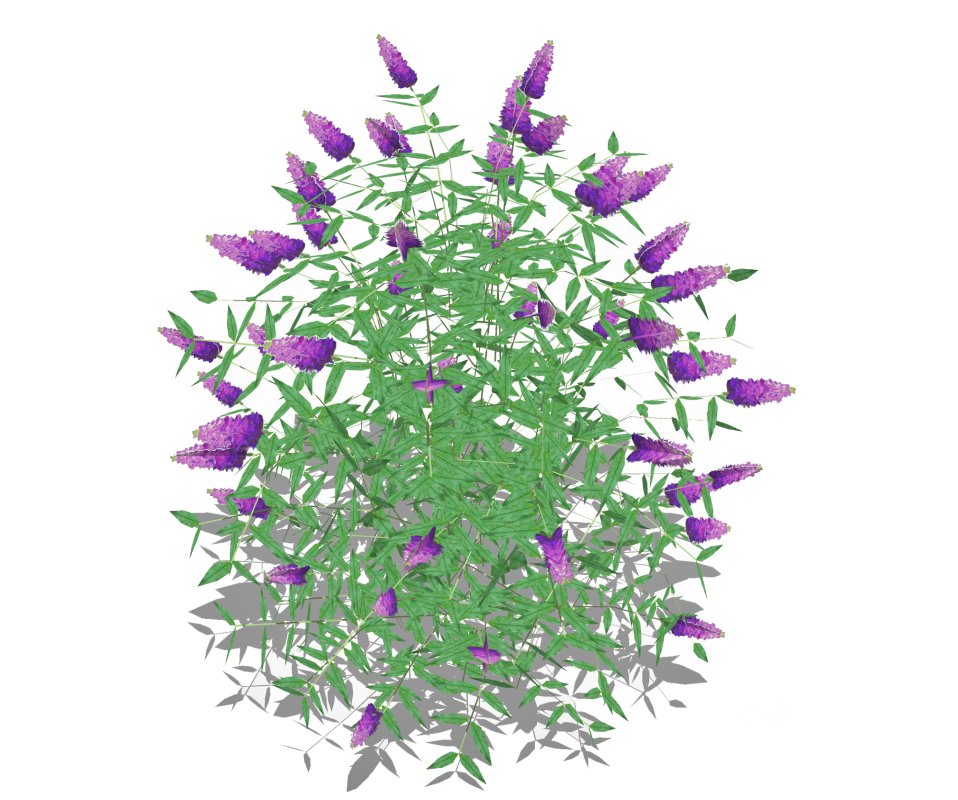 Buddleja Butterfly Bush Purple Image 5