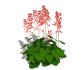 Heuchera sanguinea – coral bells - Thumbnail 5