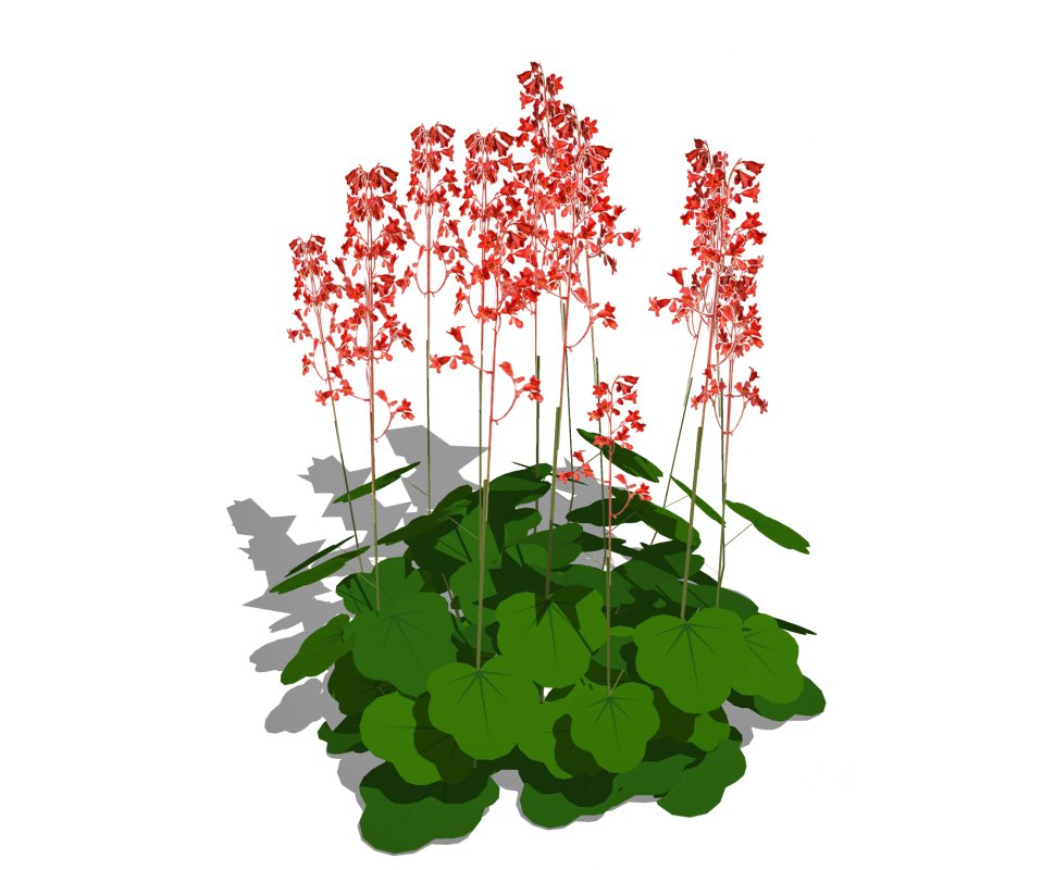 Heuchera sanguinea – coral bells Image 5