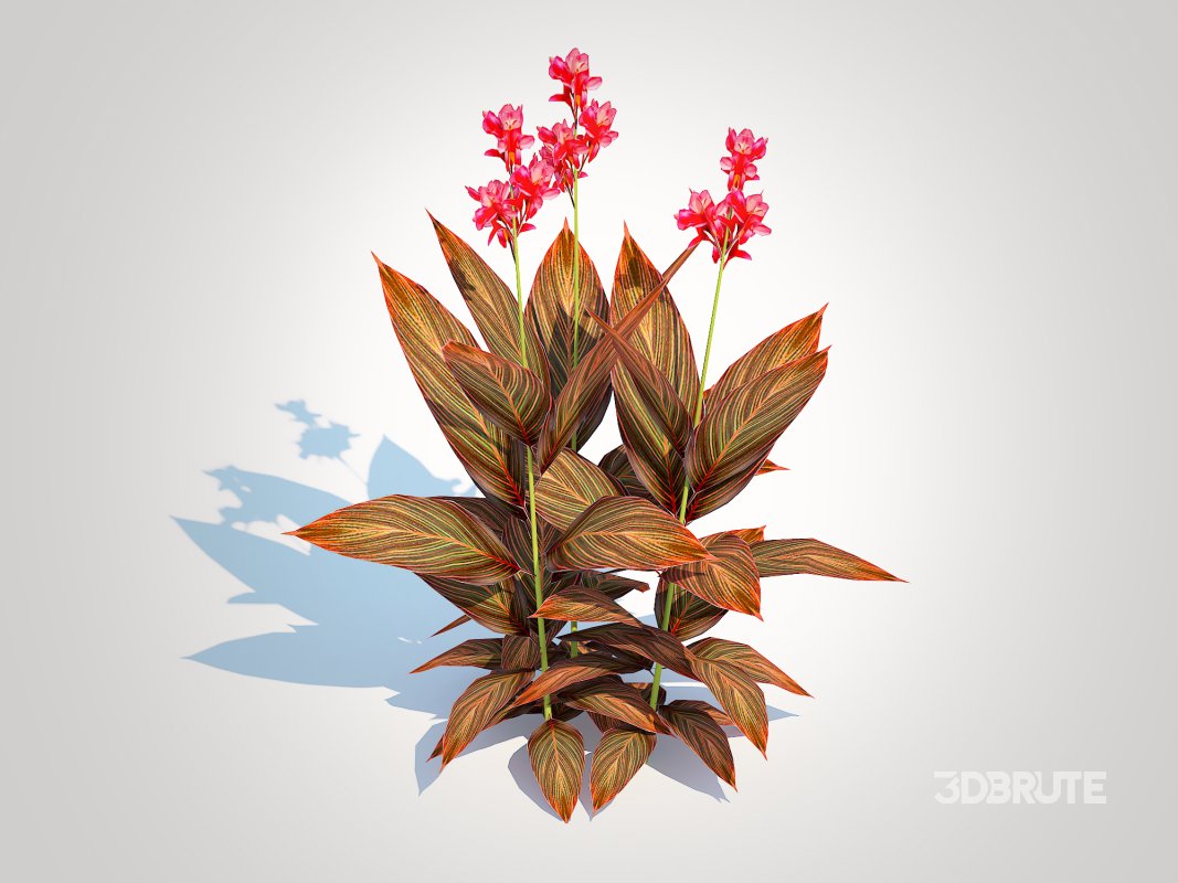 Canna – canna lily (red-maroon) Image 5