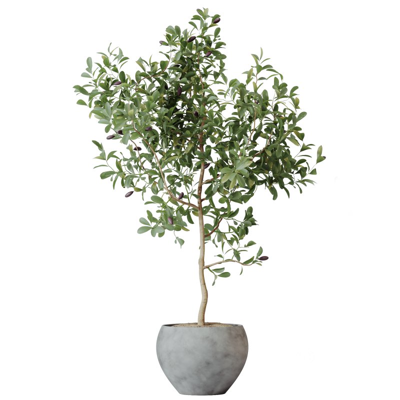 AV Indoor plants set 203 Yucca Aloifolia Rostrata Palm and Olive Eucalyptus and Banana Strelitzia Nicolai and Briful Pachira Aquatica Image 1