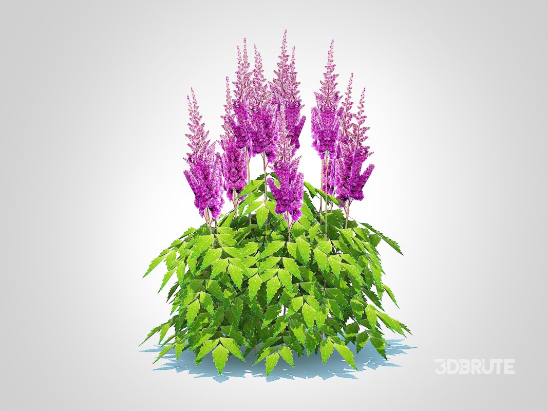 Astilbe jap -Koblenz Image 5