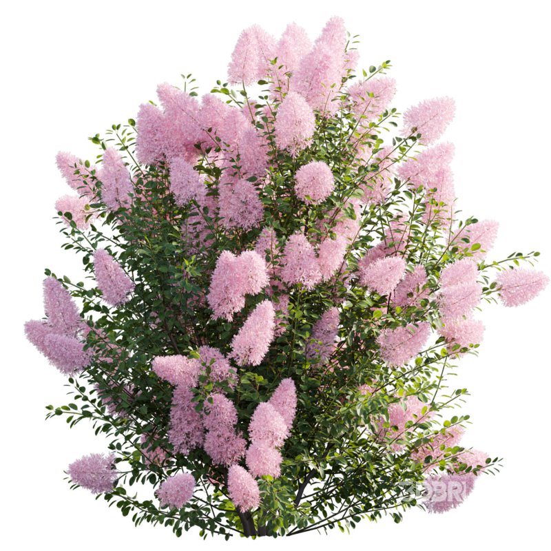 Cotinus coggygria – Smokebush 04 Image 2