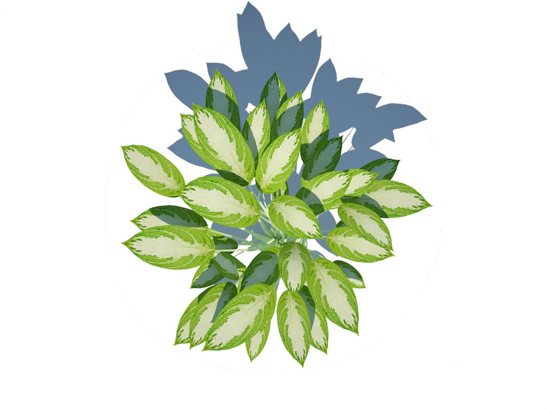 Aglaonema commutatum Image 4