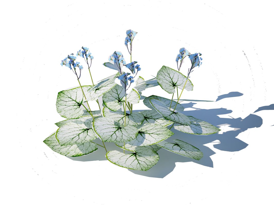 Brunnera Macrophylla-Jack Frost Image 5
