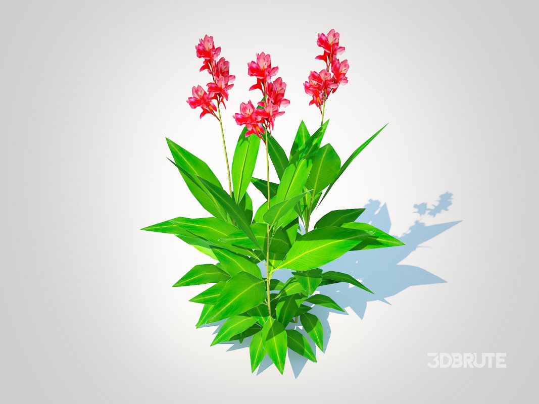 Canna-canna lily_(geen-red) Image 1