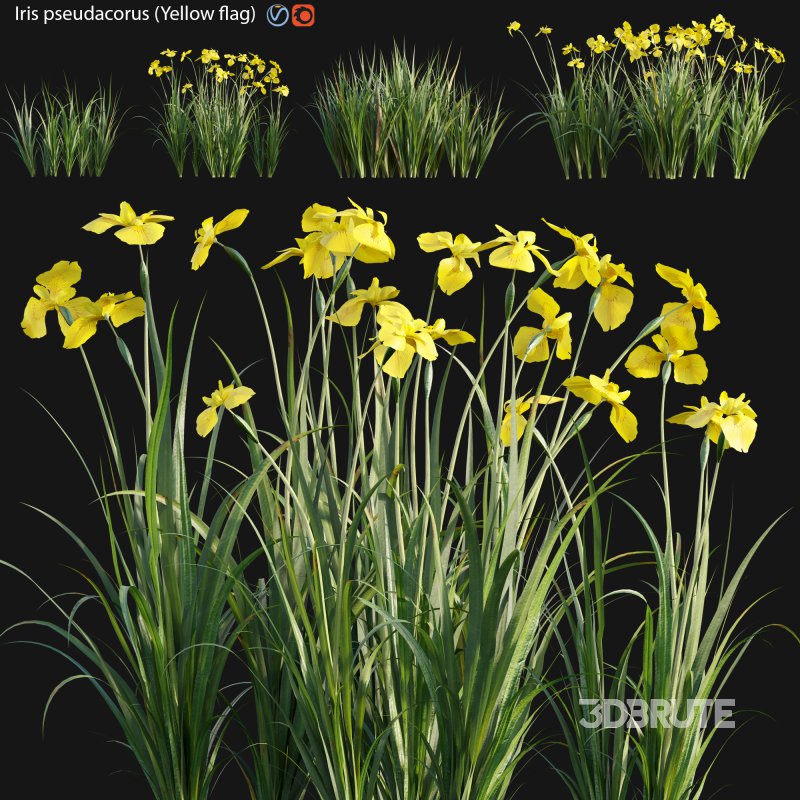 Iris pseudacorus – Yellow flag – 02 Image 1