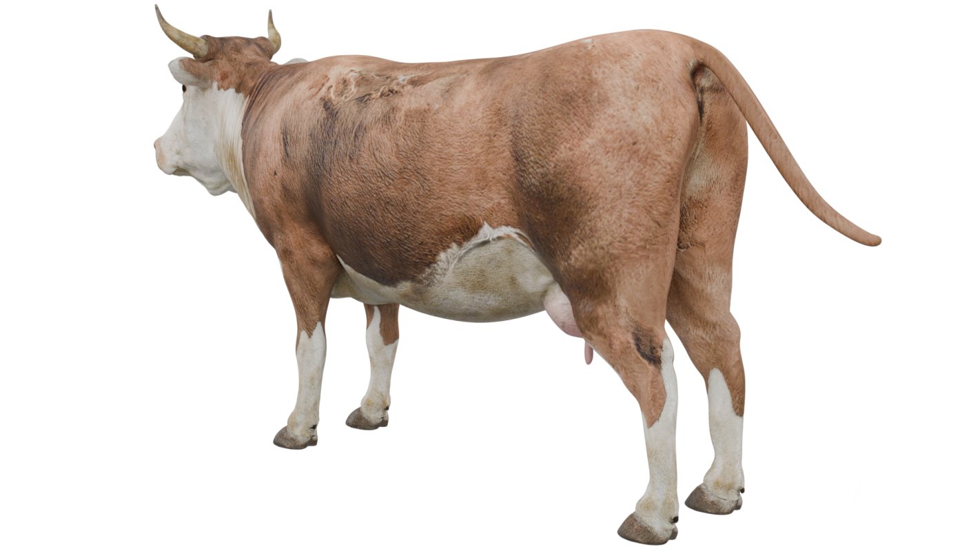 Cow Image 3
