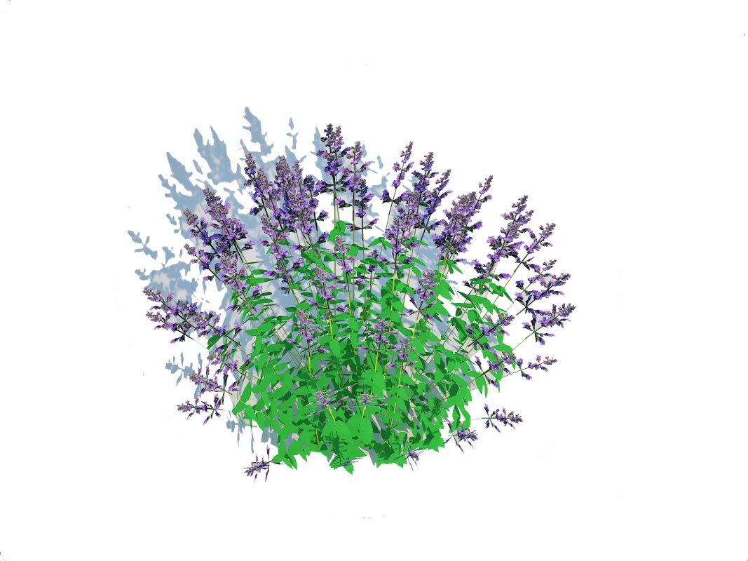 Nepeta fassenii-blue catmint Image 2