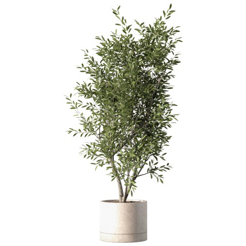 Olive Tree Indoor Plant Set.19