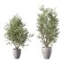 Olive Tree Indoor Plant Set.20 - Thumbnail 2