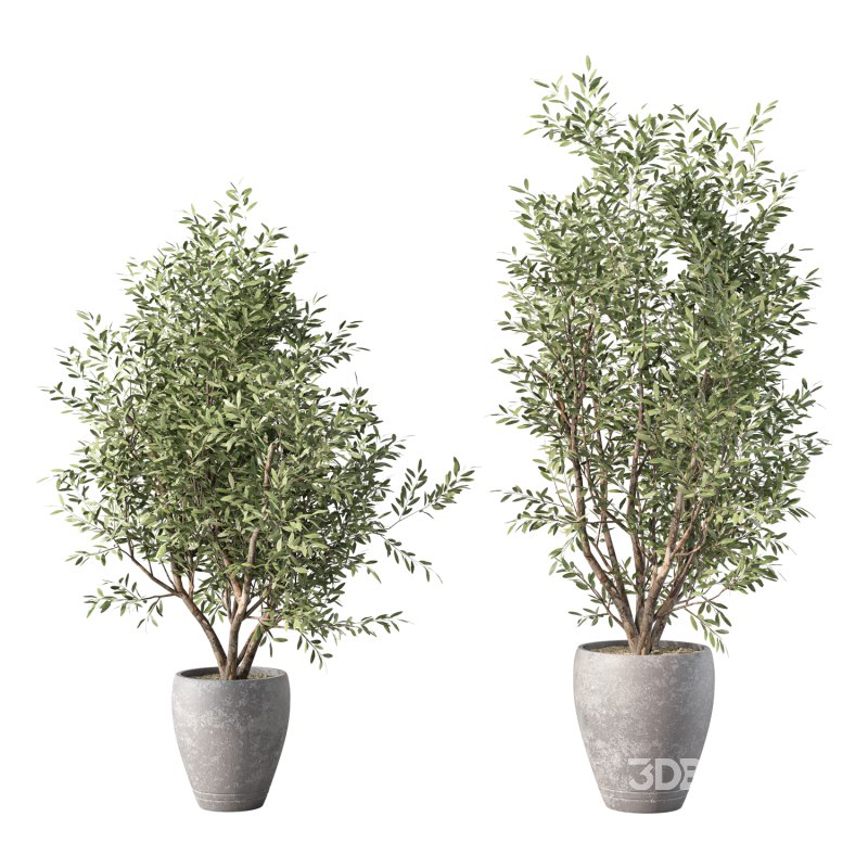 Olive Tree Indoor Plant Set.20 Image 2
