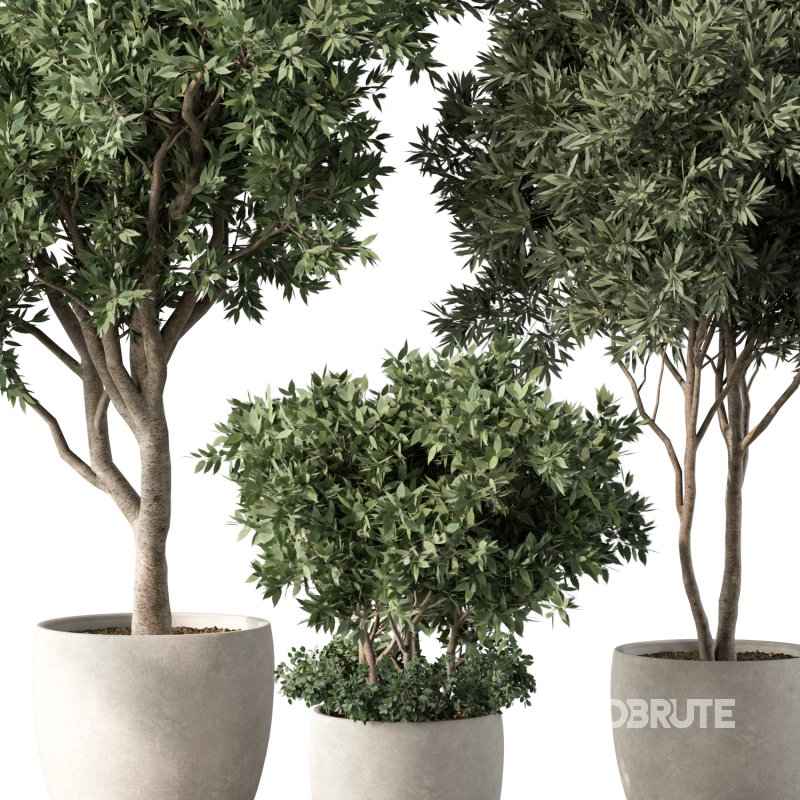Olive Tree Indoor Plants Set.2 Image 4