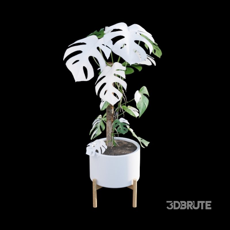 Monstera deliciosa Albo – Var Image 5