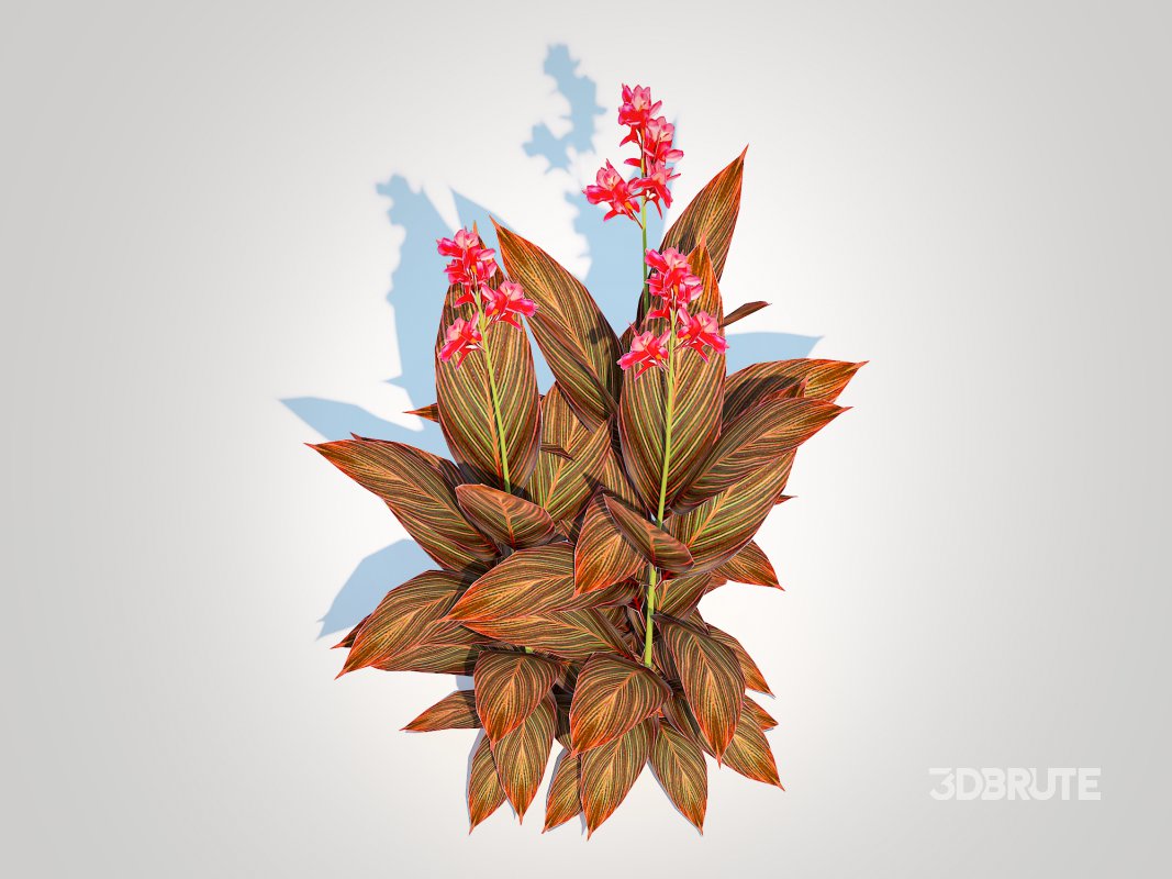 Canna – canna lily (red-maroon) Image 2