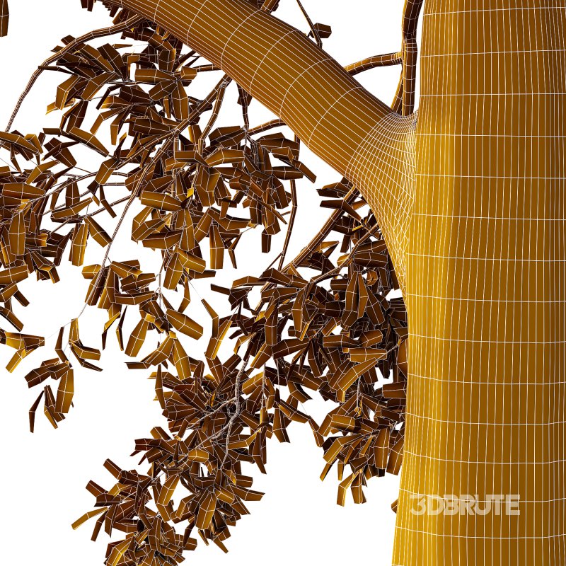 Spanish Moss Tree 01 Image 3