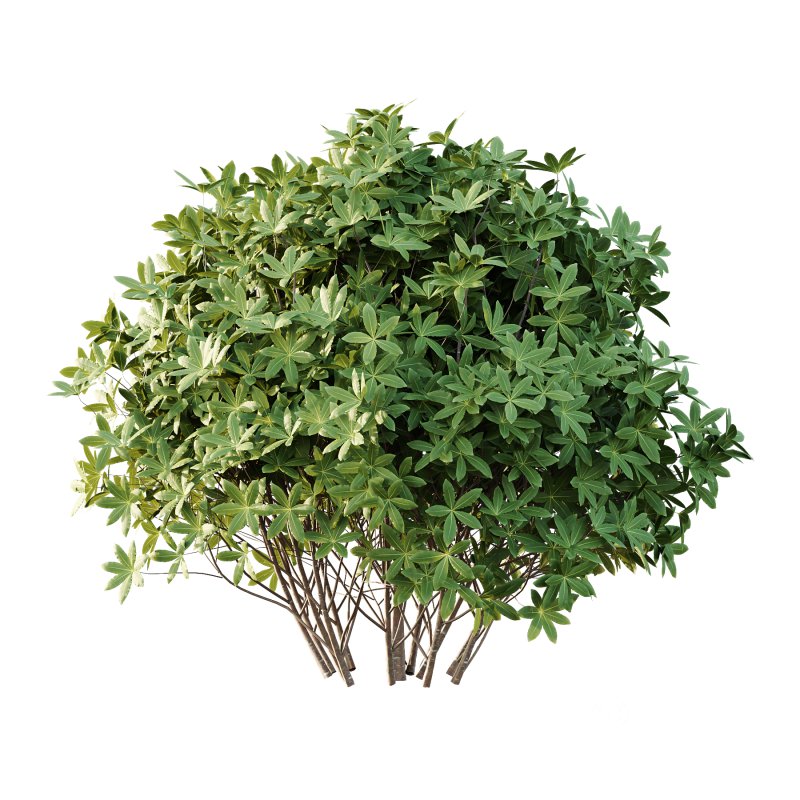 s: Oriental paperbush, mitsumata) is a plant in the family Thymelaeaceae. Image 7