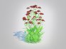Achillea – yarrow dark red - Thumbnail 1