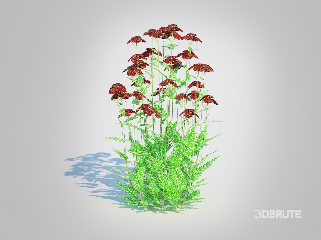 Achillea – yarrow dark red Image 1