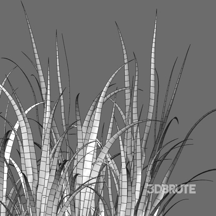 Iris pseudacorus – Yellow flag – 01 Image 6