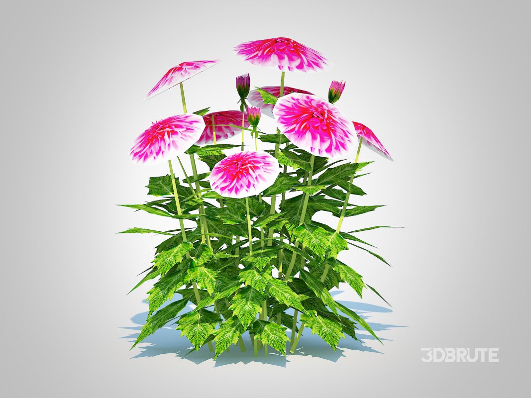 Dahlia Lisa Dark Pink Image 5