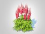 Astilbe-red - Thumbnail 2